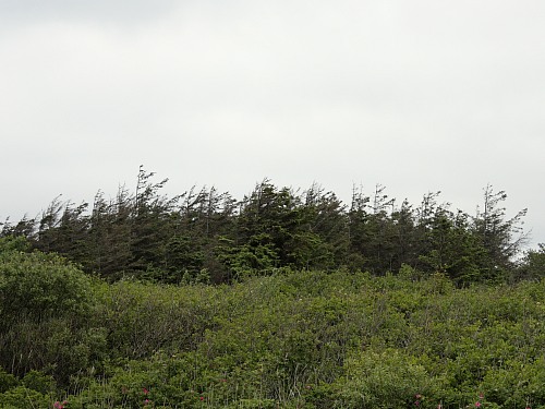 Sylt (North Sea)
Wind-exposed trees with typical windswept morphology.&nbsp; 
Naturschutz, Flora - Dünen-/Strandvegetation, Insel, Küstenschutz, Geographie - Gemäßigt
Susanna Knotz